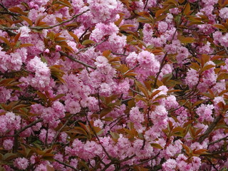 Cerisier du Japon rose