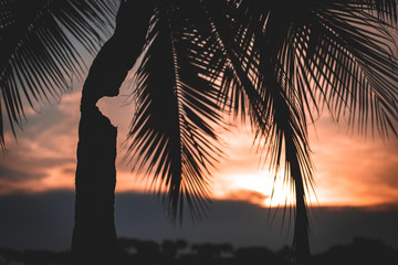 Coconut tree and sunset sky in summer.