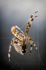 A close-up view of a cross spider in its web