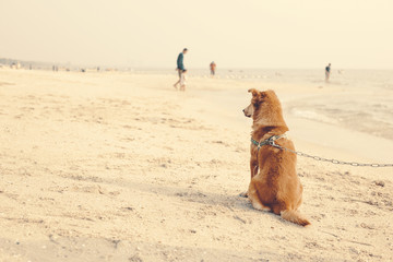 The dog sitting on the beach.