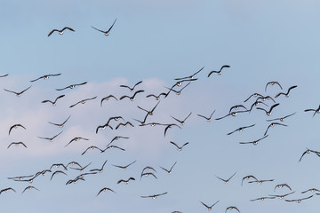 Gänsespektakel auf der Insel Neuwerk