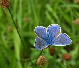 Beautiful Adonis butterfly in bright blue on green grass