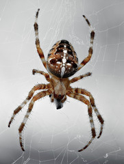 A close-up view of a cross spider in its web