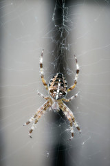 A close-up view of a cross spider in its web