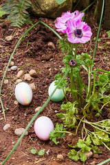 three easter eggs hidden in flower garden near forget-me-not