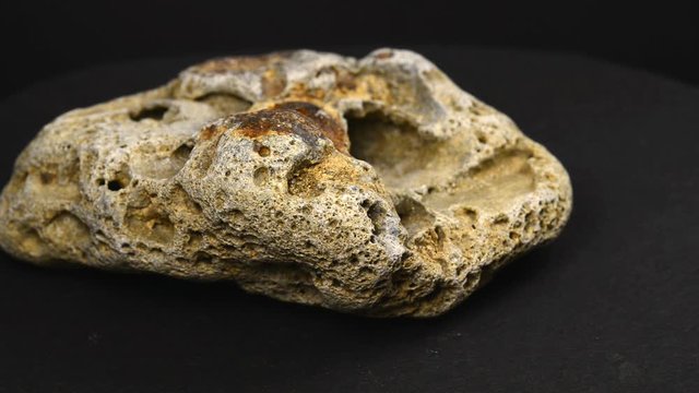 Bryozoa on Baltic limestone on turn table