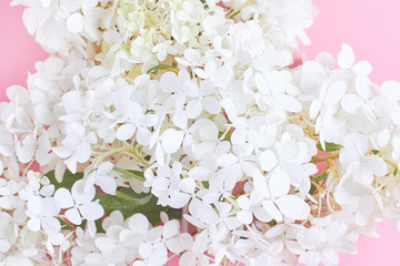 Fototapeta na wymiar beautiful white hydrangea flowers closeup on pink background