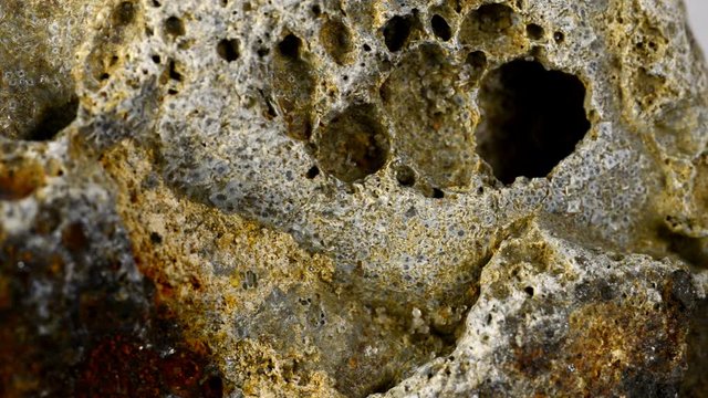 Bryozoa on Baltic limestone on turn table