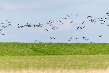 Gänsespektakel auf der Insel Neuwerk