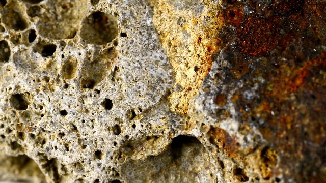 Bryozoa on Baltic limestone on turn table