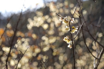 梅の花