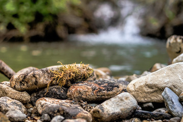 Pebbles, small stones and moss on the river coast.