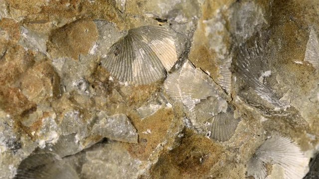 Brachiopoda fossils on Baltic limestone on turn table