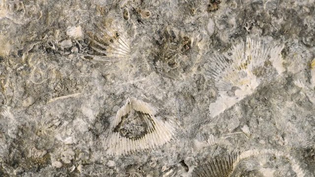 Brachiopoda fossils on Baltic limestone on turn table