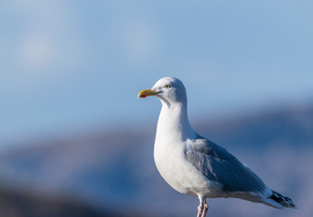 Fototapeta premium seagull on rock