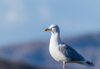 Fototapeta na wymiar seagull on rock