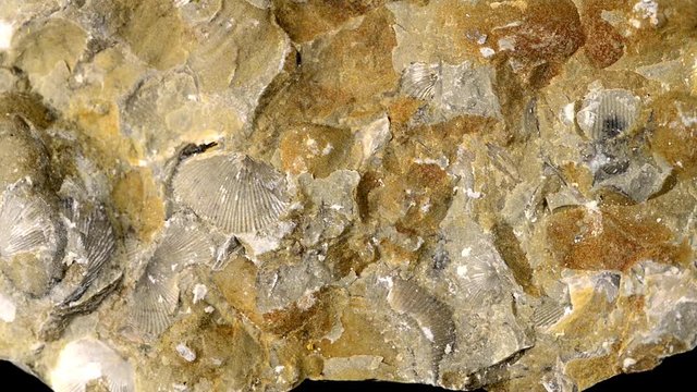 Brachiopoda fossils on Baltic limestone on turn table