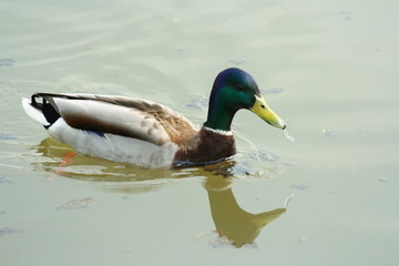 duck in water