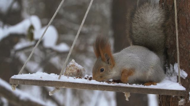 Gray red squirrels playfully climb trees and feeders in the forest
