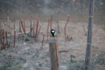 Spatz auf Pfosten im Schnee