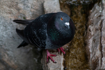 Taube
