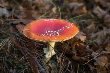 Fly agaric in the forest