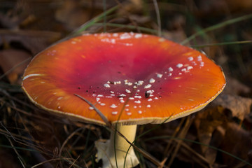 Fly agaric in the forest