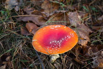 Fly agaric in the forest