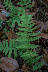 Forest fern close up. Green fern.