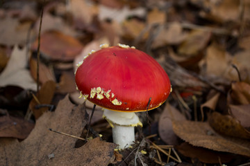 Fly agaric in the forest