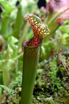 Carnivorous plant - sarraceina with purple trumpet leaf growing in botanical garden, insect-eater