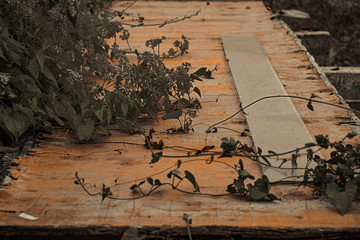 Dead Plants on a Wood Block 