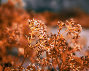 Orange Coloured Plants 