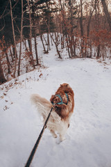 Canicross with siberian husky, running with dog