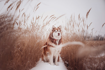 Fluffy red siberian husky beautiful portrait with first snow and fields