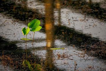 leaves in water