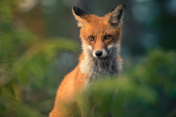 red fox in the wild