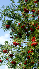 ripe bright red mountain ash hanging in clusters on tree branches on a sunny autumn warm day in the park