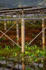 Solar photovoltaic cells built in a lotus pond