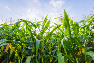 Green Corn on the stalk in the field