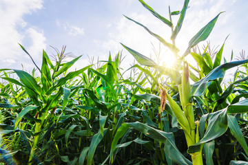 Green Corn on the stalk in the field