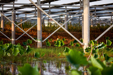 Solar photovoltaic cells built in a lotus pond