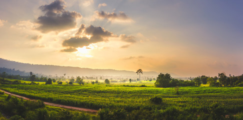 green corn field in agricultural and light sunset and mountain back.