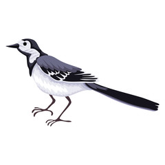 Bird wagtail walks. Vector illustration of character