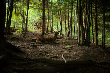 Deer stag in autumn forest