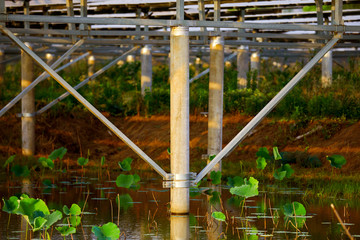 Solar photovoltaic cells built in a lotus pond