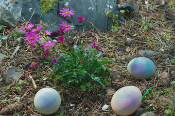 three easter eggs hidden in flower garden near purple daisy blooms