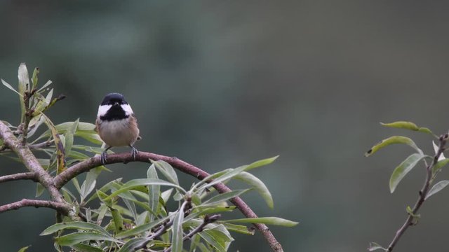 Coal tit bird sitting on garden tree