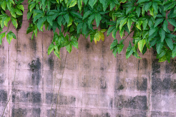 Green plant on the Old pink walls
