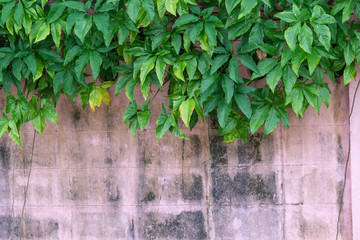 Old pink walls covered with green leaves